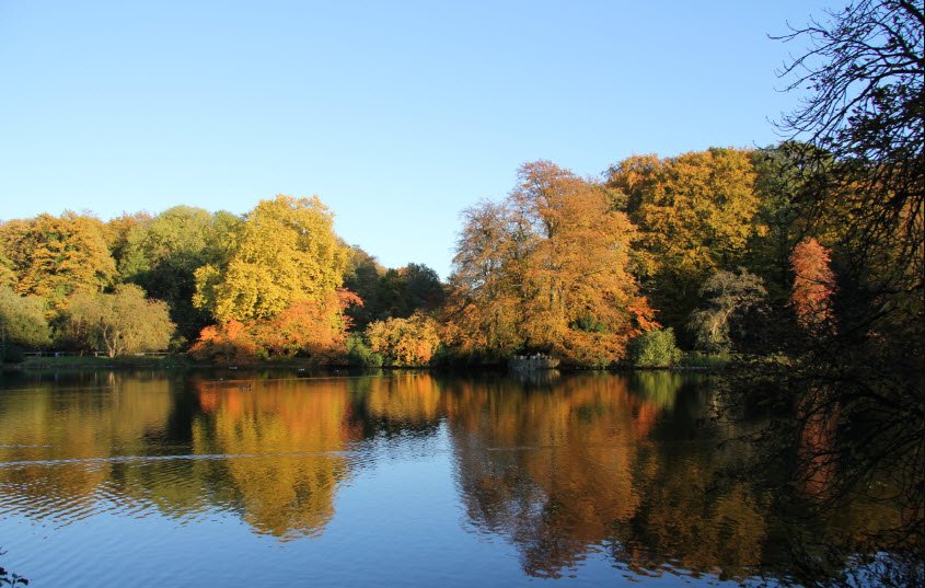 Rombergpark Botanical Garden, Germany